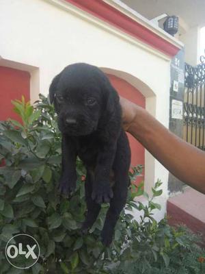 Top quality Labrador female puppy available