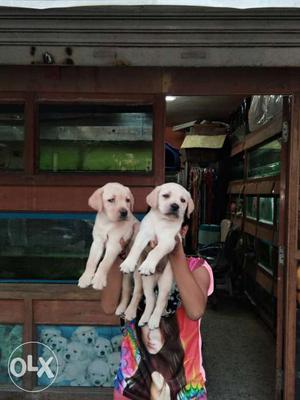 Top quality Labrador puppies available in
