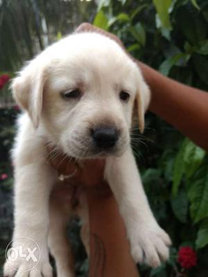 Top quality Labrador puppy available ready stock