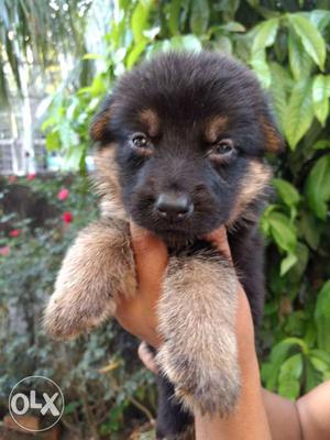 Top quality double coated gsd puppy available in