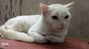 Turkish Angora Male Cat for Sale