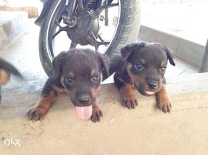 Two Black And Tan Rottweiler Puppies