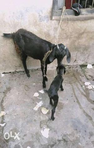 Two Black Goat And Kid