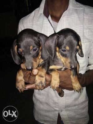 Two Black-and-tan Dachshund Puppies