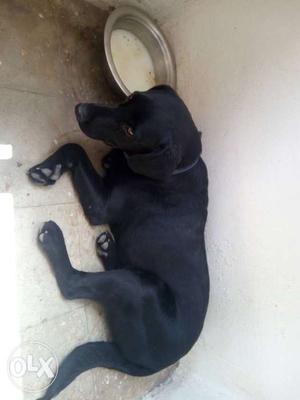 Urgent sell karna hai black Labrador 10 month old