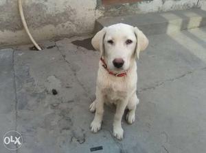 Very cute labra female 4 months available