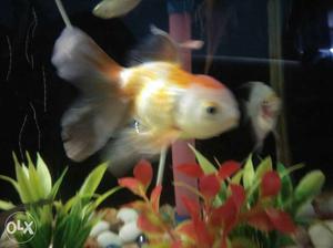 White And Orange Aquarium Fish