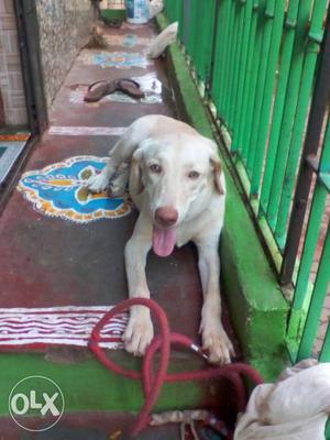 White Dog In Madurai