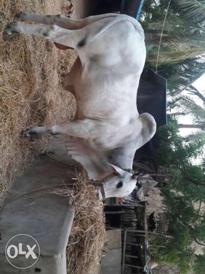 White ox for sale
