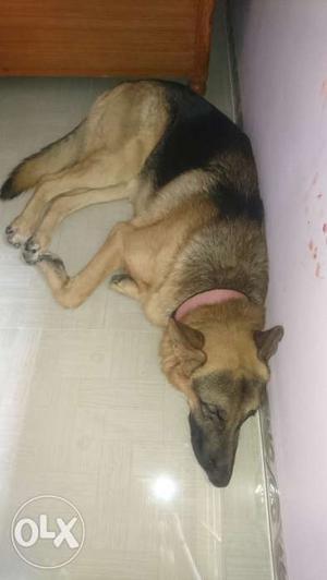 1.5 years fully vaccined German Shepherd male for