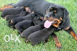 100%top quality rottwelier puppy and all breeds for sell...