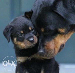 101%top quality rottwelier puppy and all breeds for sell...