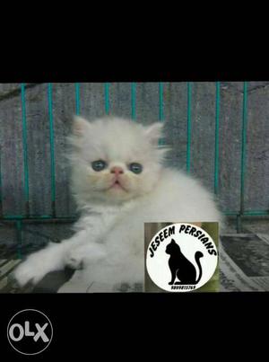 1month old extreme punj male persian cat kitten for sale
