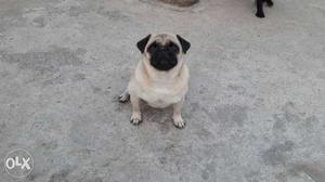 20 month pug fimale for sale in kolhapur