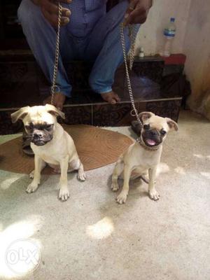 3 Months old Pug rs.  per each (Male & Female) Place: