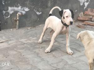 3 months old pakistani bully