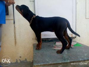 4 months old Rottweiler show quality puppy for