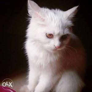 4 months old trained Persian cat with a cage,a
