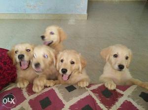 5 Golden Retrievers Puppies