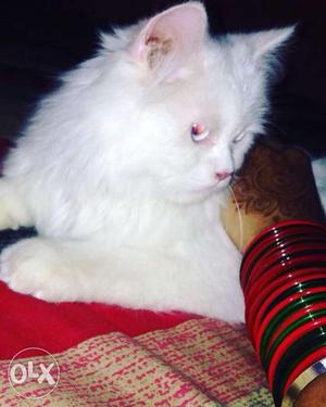 5months persian female cat for serious buyers