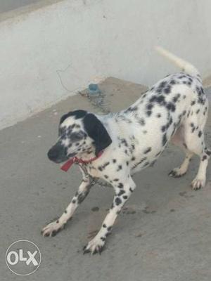 6-7 month old female Dalmatian. good active and