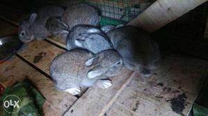 6 Gray Rabbits