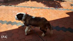 9 Months Old Male St. Bernard Puppy weighing 40+ kg Chip