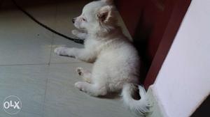 A 3.5 months old spritz breed dog is on sale