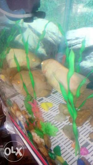 Active Oscar pair for sell 6 inch long
