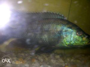 African malawi eye biter fish. 6 inches. healthy