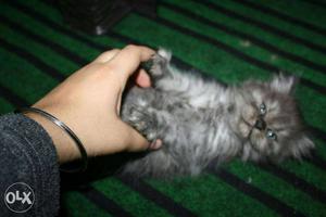 All kinds of cats including Persian available