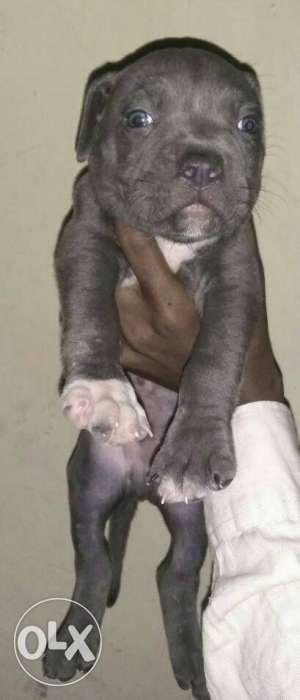 American Pitbull Male blue puppy available