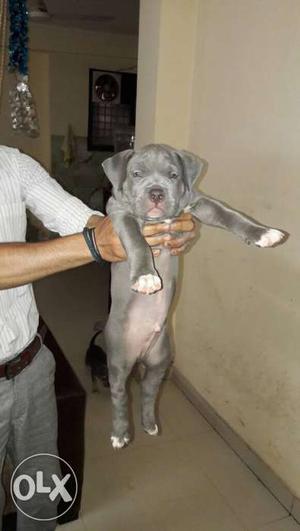 American bully 46 days old top quality available