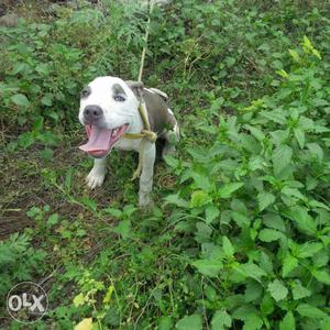 American bully female 4month urgent sale