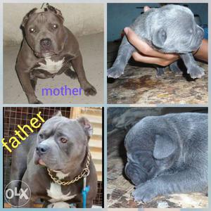 American bully male femail pup available...all