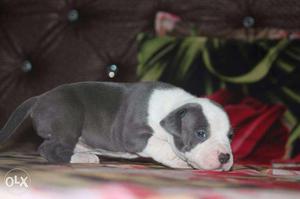 American bully pup ahow quality heavy