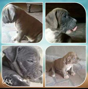 American bully pup for sale brindle clr 2 male
