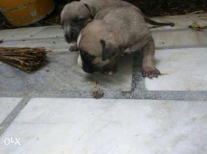 American pitbull bully terrier line female pup sale