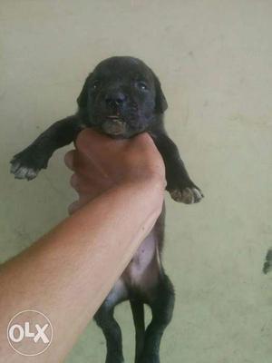 American pitbull full healthy male pups for sale..HEER