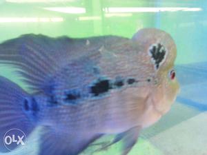 Aquarium fish available in wholesale price