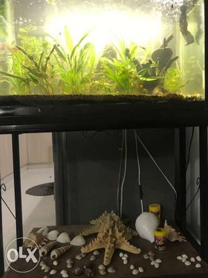 Aquarium fish & plants with stander and pump&