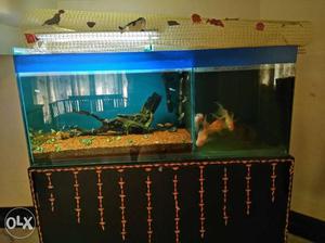 Aquarium with 1 internal and 1 external filter.