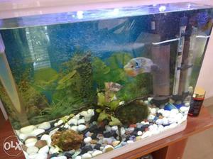 Aquarium with table and all aceessories, imported,