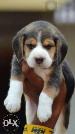 Beagle Male puppy available in pune