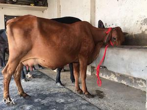 Beautifu sahiwal 14 litr milk with female calf