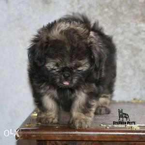 Beautiful KCI registered Lhasa female pup