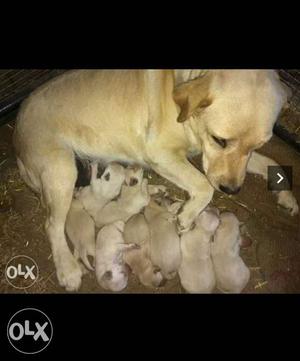 Beautiful fawn colour Labrador puppies avaliable