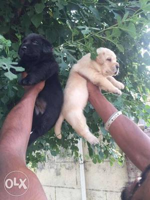 Best breed Labrador puppies available
