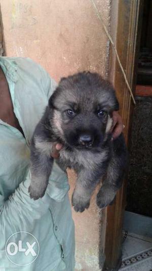 Black And Gray German Shepherd Puppy