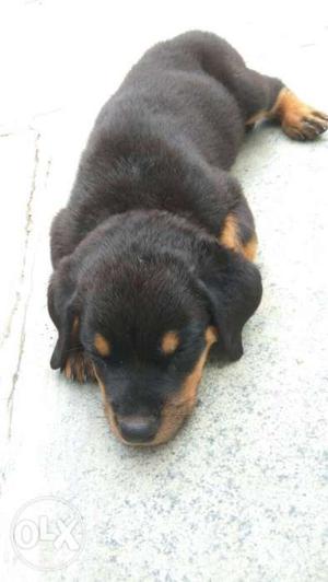 Black And Mahogany Rottweiler Puppy, 50days old, pure breed